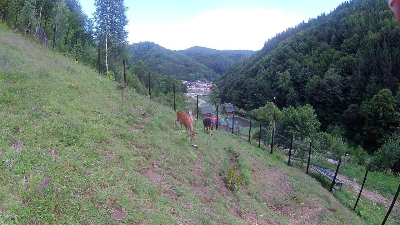 Pastravaria Romani Horezu Exterior foto