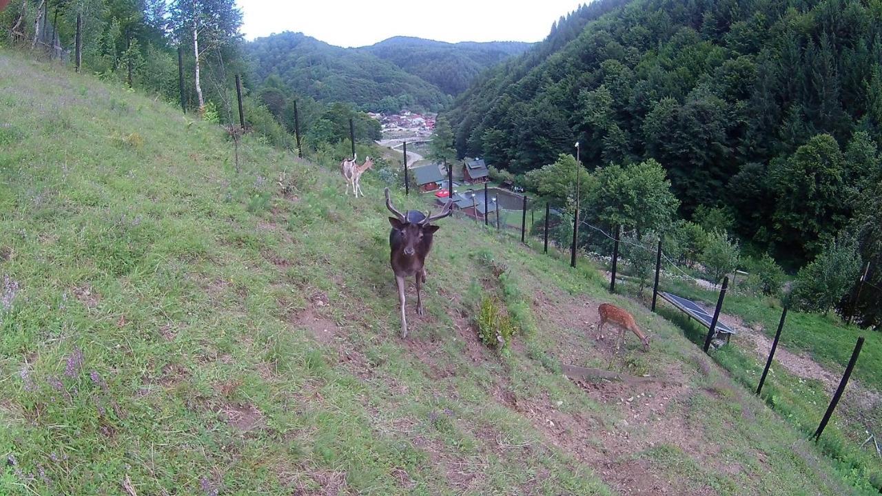 Pastravaria Romani Horezu Exterior foto